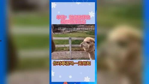 消消乐吃鸡手游 
