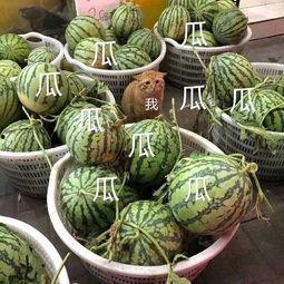 黑料吃瓜网apk普通安装 