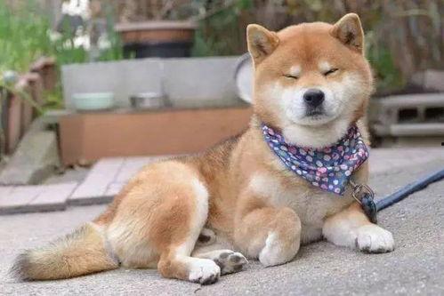 娱乐圈疑云 